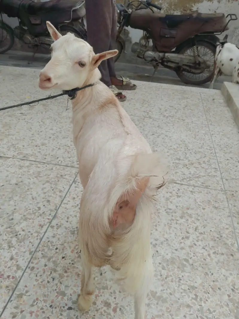 Teddy Bakri with female kid for sale — photo 11