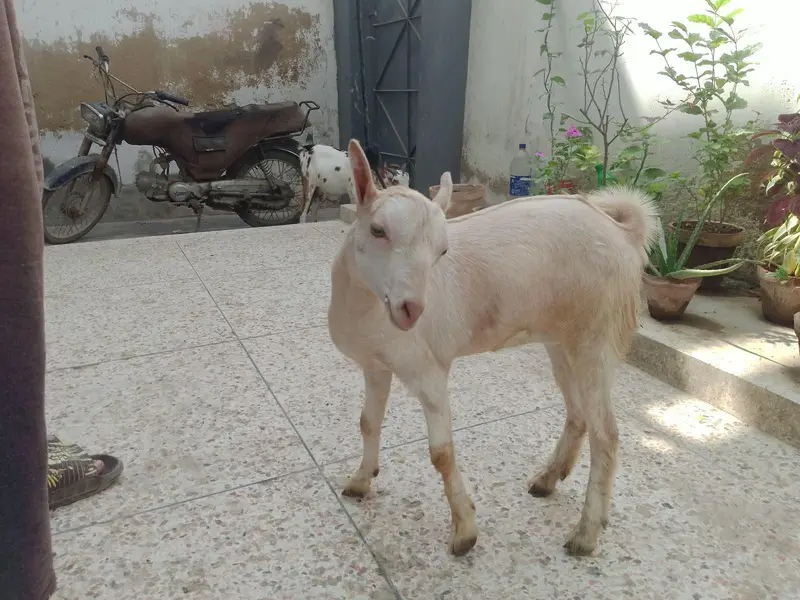 Teddy Bakri with female kid for sale — photo 12