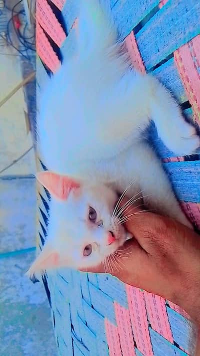 Cat Baby