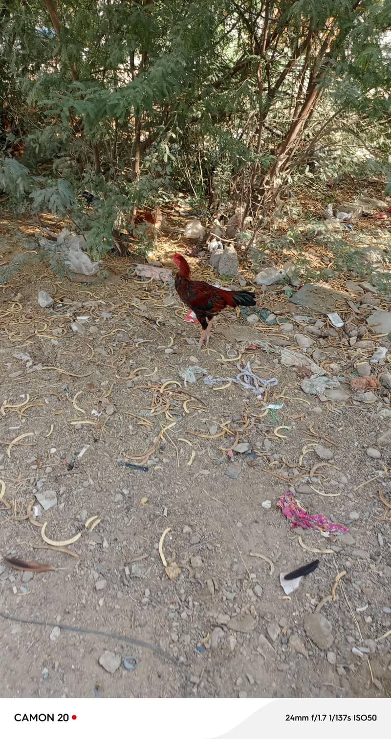 asil murga 0