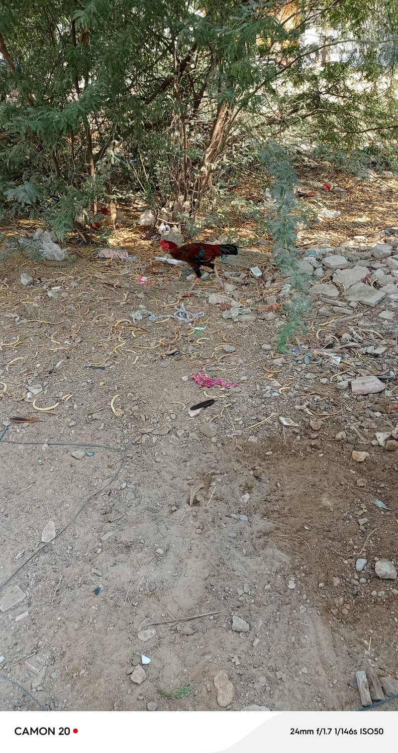 asil murga 1