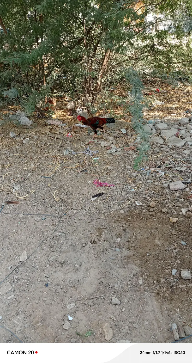 asil murga — photo 2