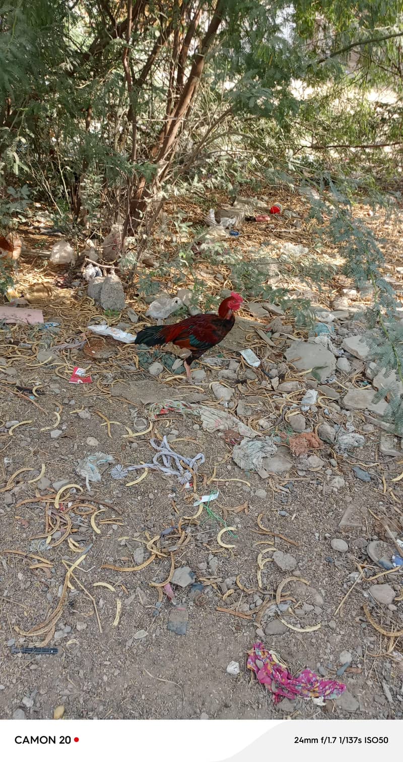 asil murga 2