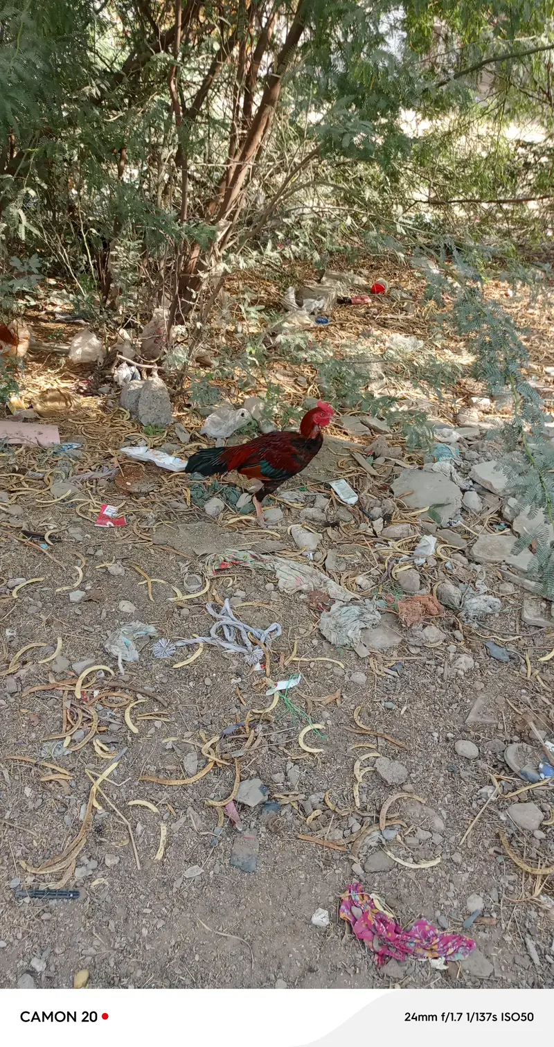 asil murga — photo 3