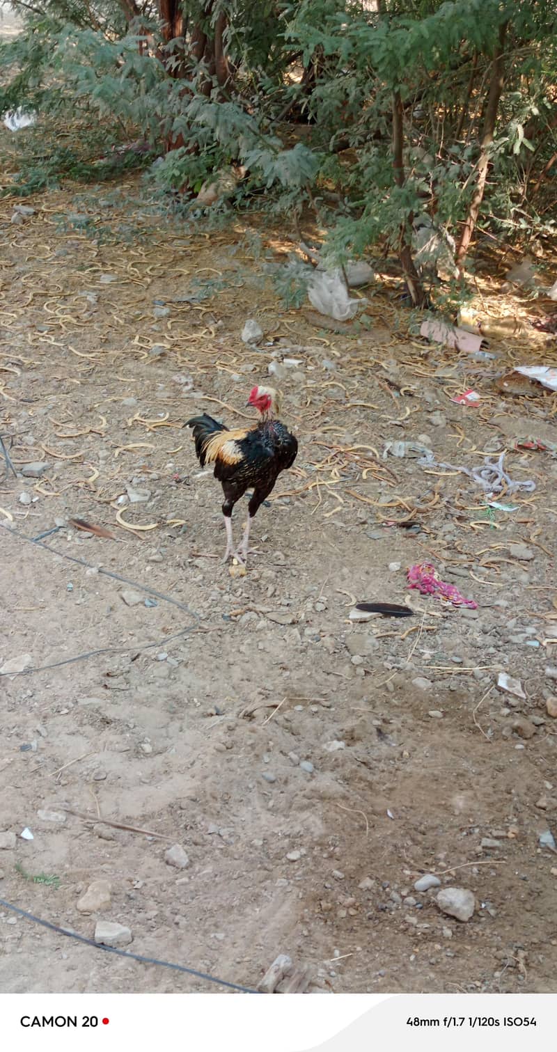 asil murga 3