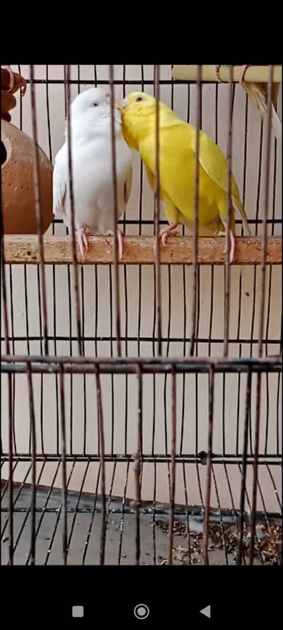 red eye or black eye budgies breeder pairs
