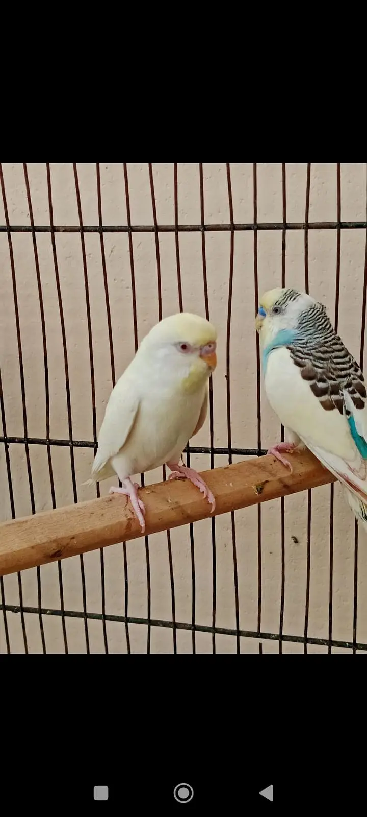 red eye or black eye budgies breeder pairs — photo 2
