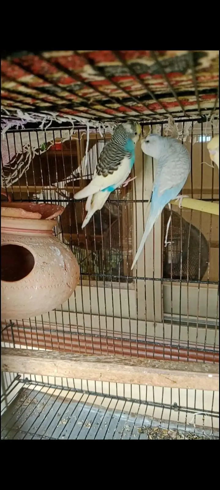 red eye or black eye budgies breeder pairs — photo 3