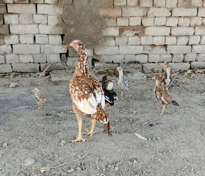 Aseel Murgi nd chicks. . 03410011102