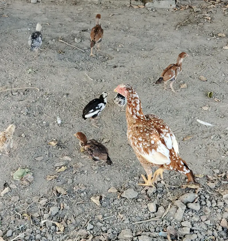 Aseel Murgi nd chicks. . 03410011102 — photo 2