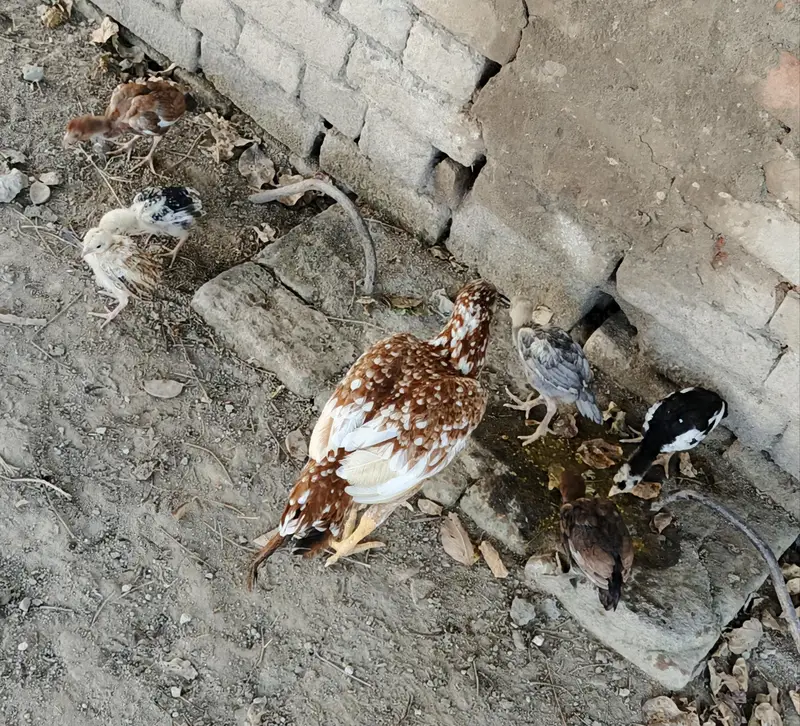 Aseel Murgi nd chicks. . 03410011102 — photo 3