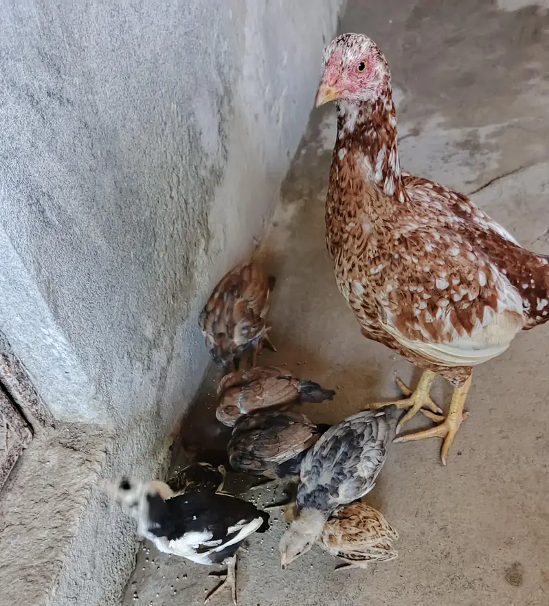 Aseel Murgi nd chicks. . 03410011102 — photo 4