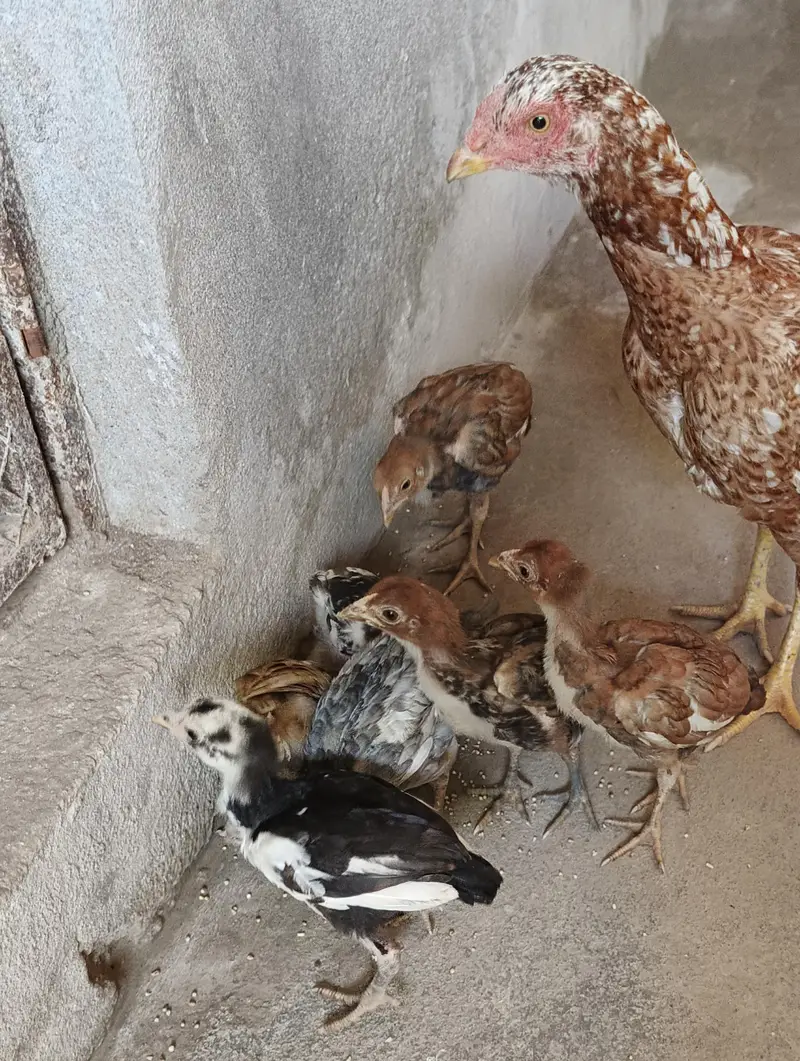 Aseel Murgi nd chicks. . 03410011102 — photo 5