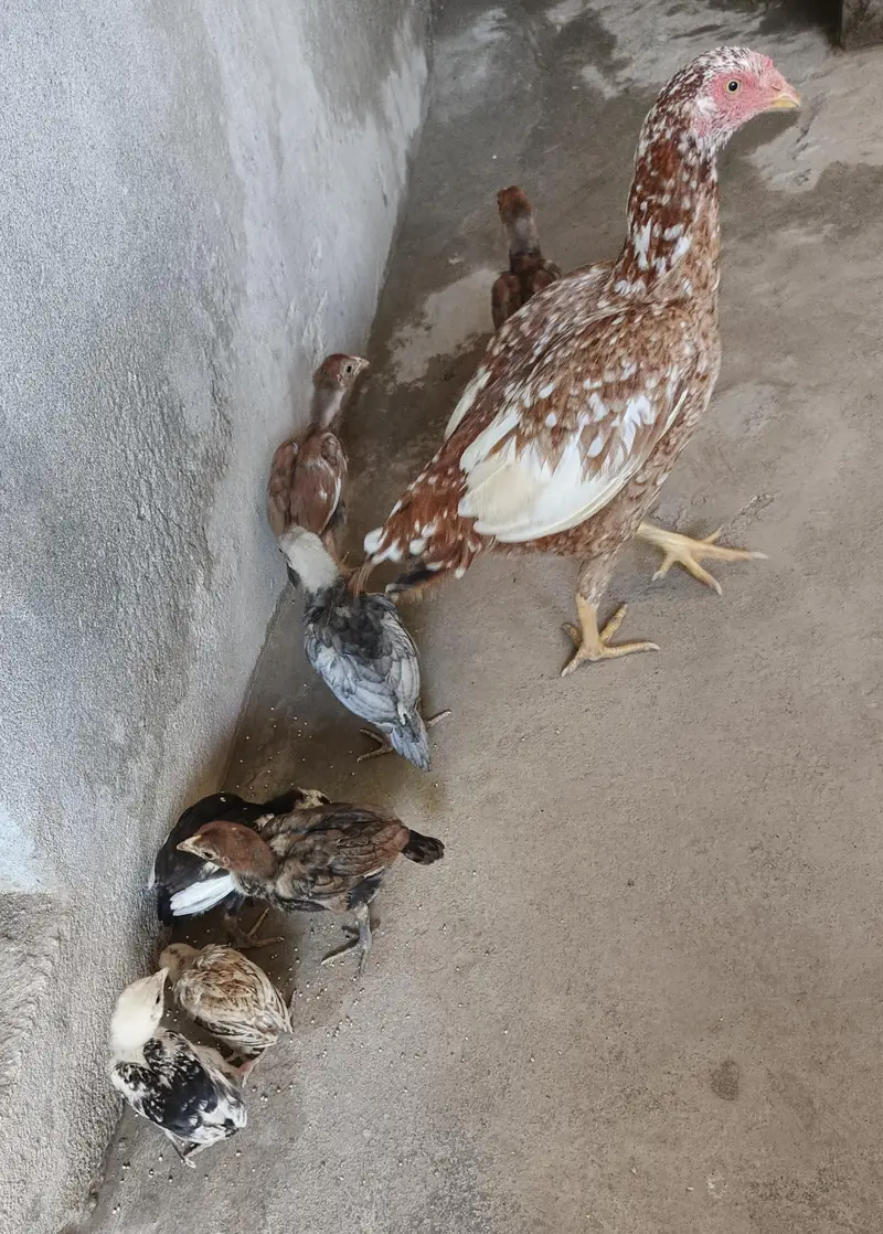 Aseel Murgi nd chicks. . 03410011102 — photo 6