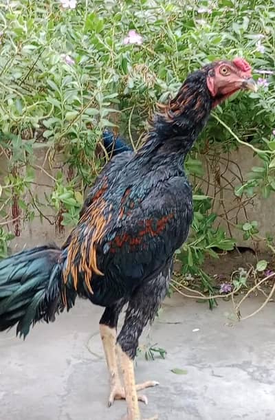 Thai Aseel