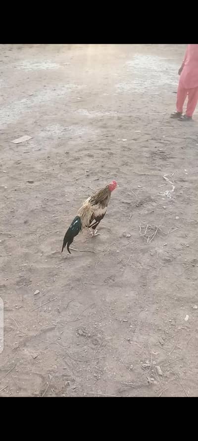 aseel bever mianwali