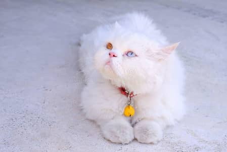 Gorgeous & Active Persian, Siamese & Exotic Cats Available