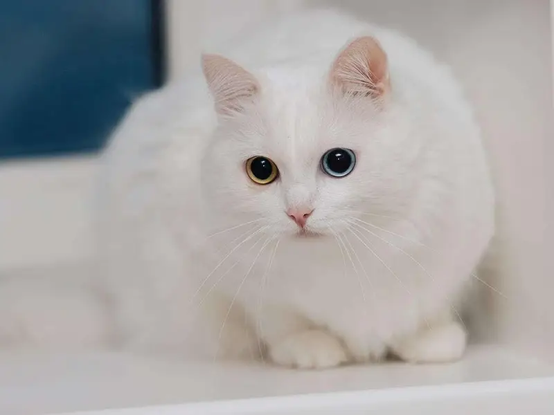 Gorgeous & Active Persian, Siamese & Exotic Cats Available — photo 2