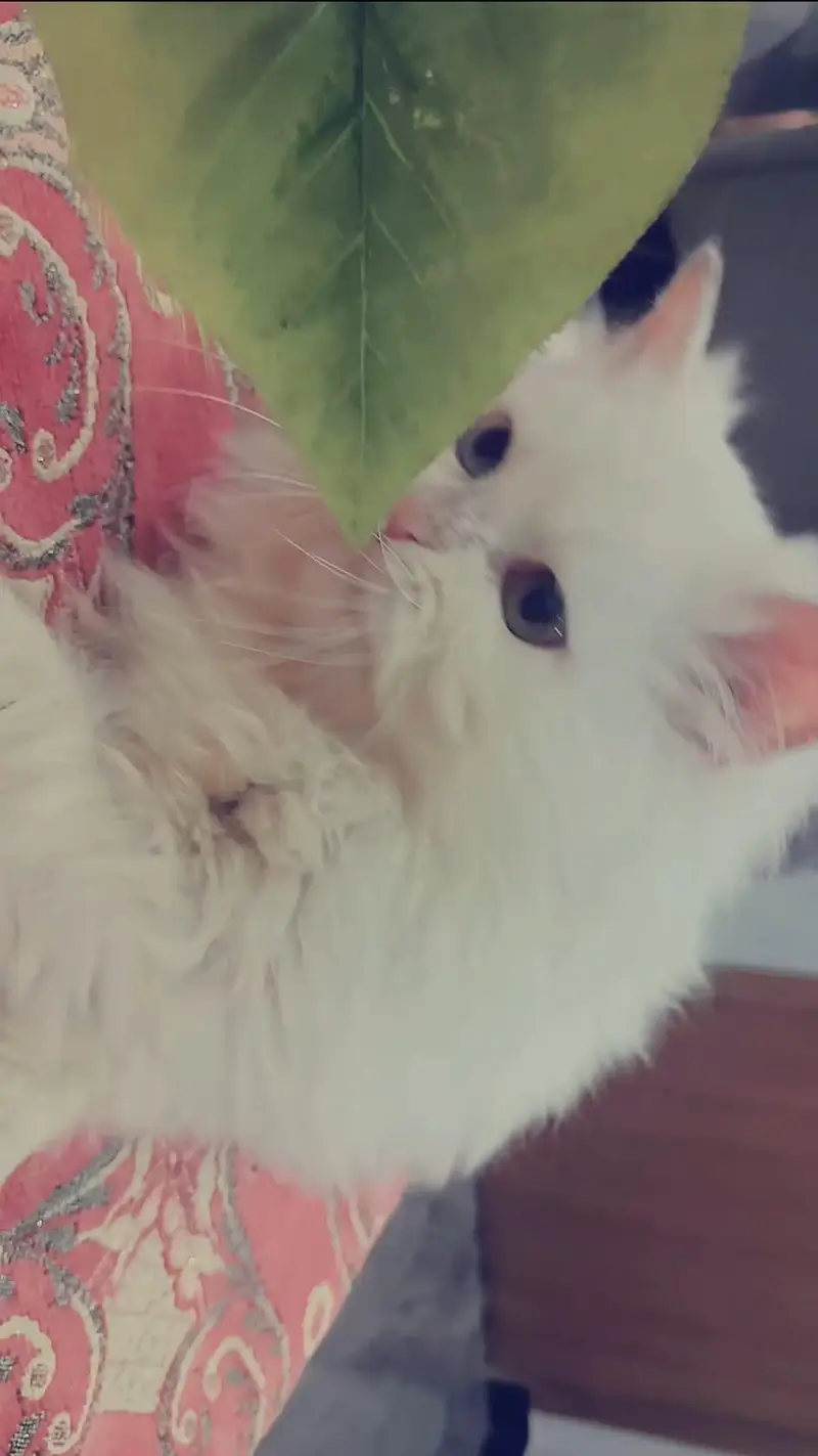Gorgeous & Active Persian, Siamese & Exotic Cats Available — photo 3
