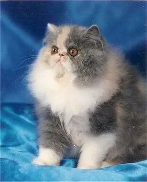 Gorgeous & Active Persian, Siamese & Exotic Cats Available — photo 6