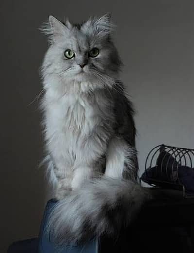 Persian Peke face  Breeder females