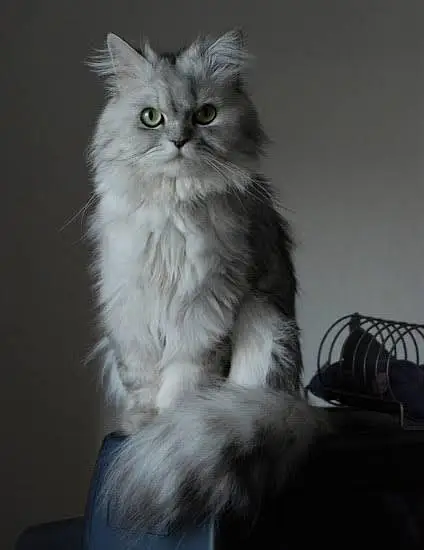 Gorgeous & Active Persian, Siamese & Exotic Cats Available — photo 7