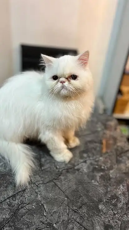 Gorgeous & Active Persian, Siamese & Exotic Cats Available — photo 8
