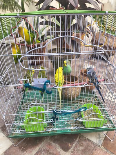 parrots 5 and love birds 2 with new cage