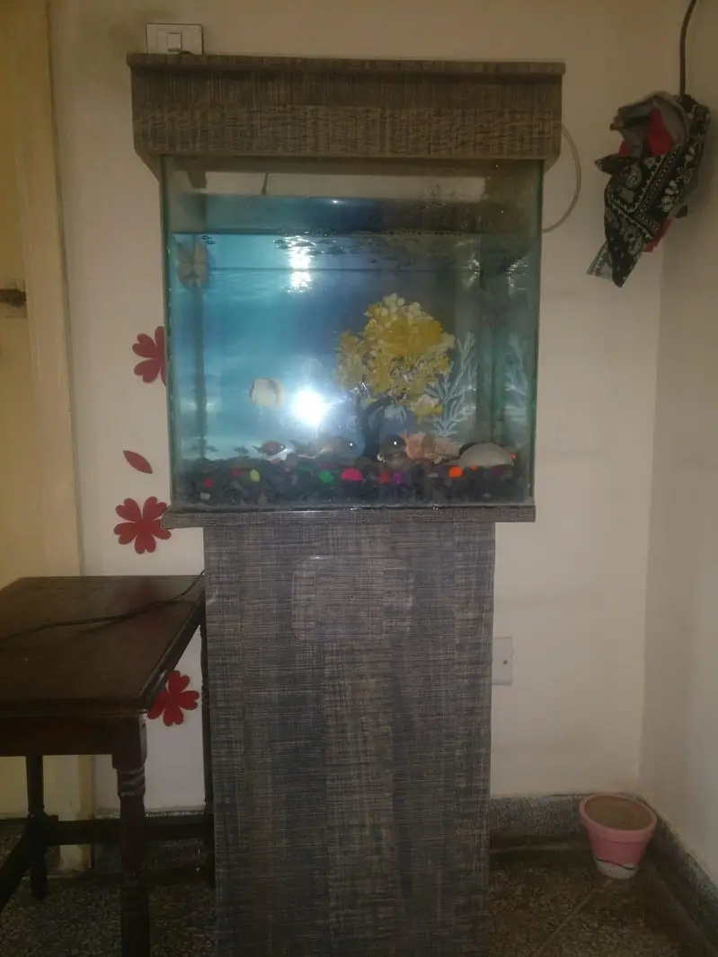 Beautiful Aquarium Home Kept. — photo 2