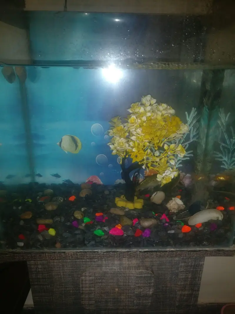 Beautiful Aquarium Home Kept. — photo 3