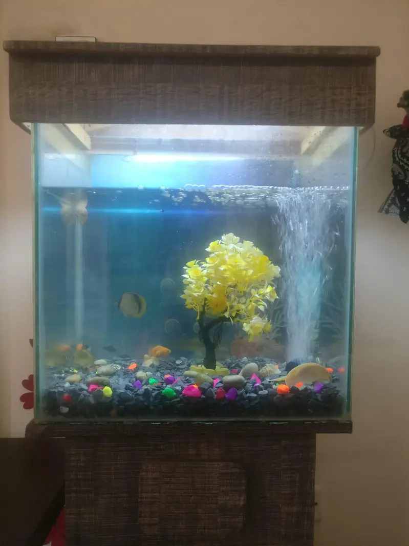 Beautiful Aquarium Home Kept. — photo 4