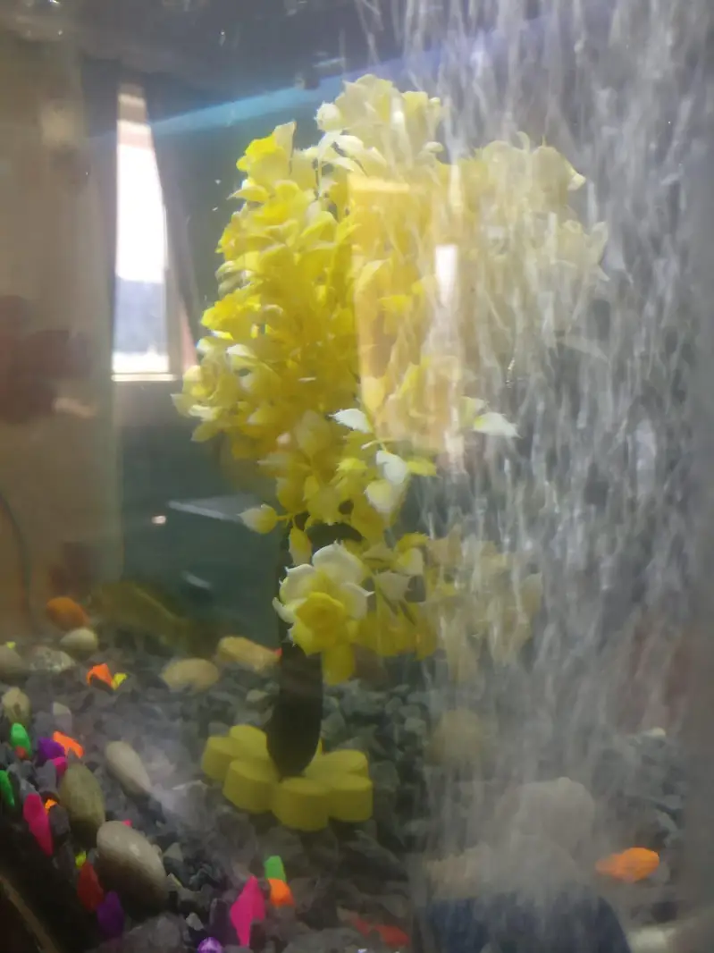 Beautiful Aquarium Home Kept. — photo 5