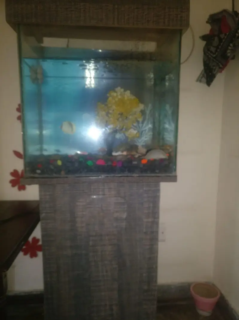 Beautiful Aquarium Home Kept. — photo 6