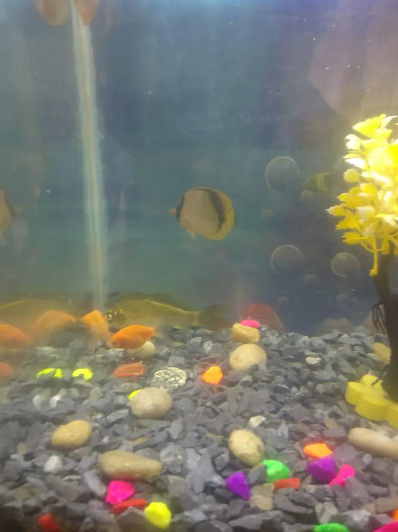 Beautiful Aquarium Home Kept. — photo 7