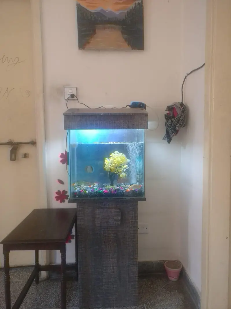 Beautiful Aquarium Home Kept. — photo 8