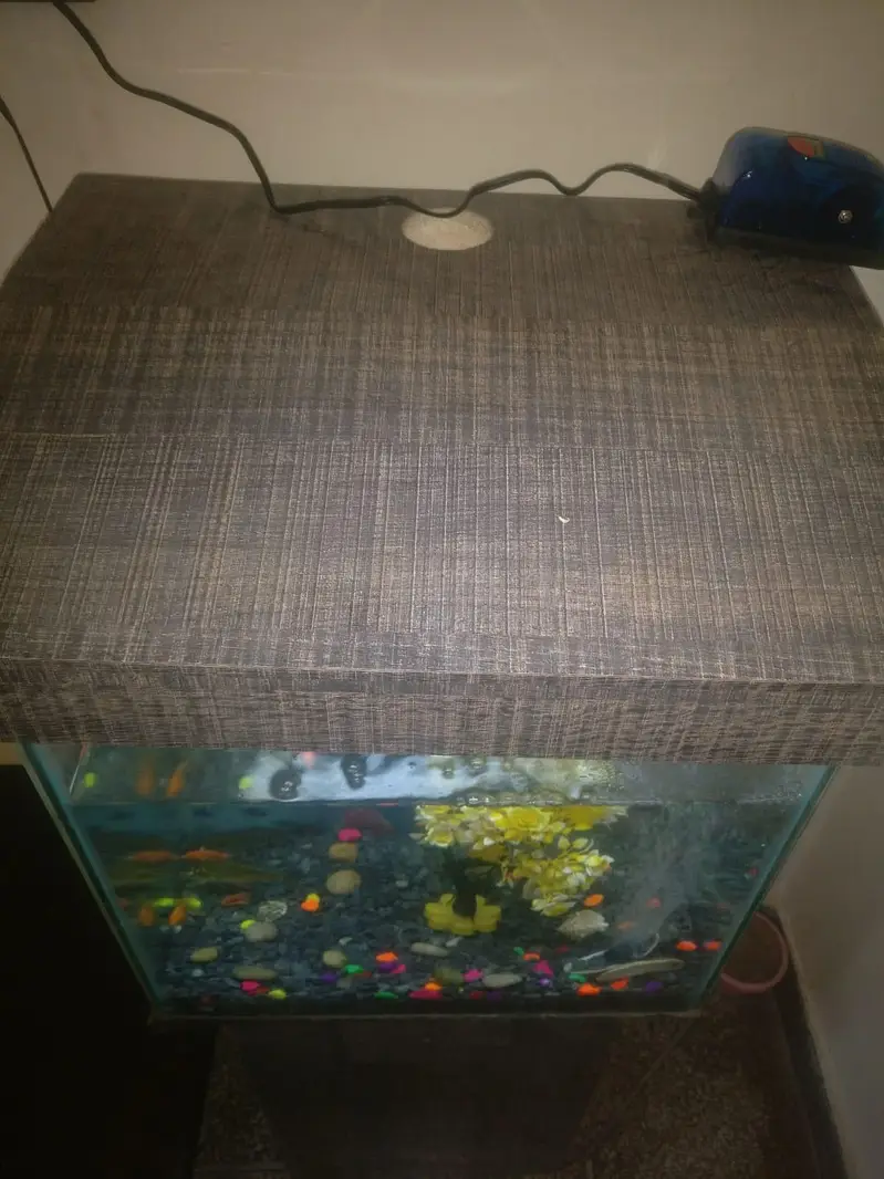 Beautiful Aquarium Home Kept. — photo 9