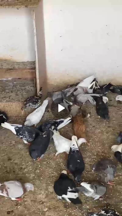 fansi pigeon for sale watsup num 03165544387