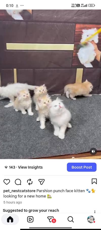 Home delivery parshion punch face kitten