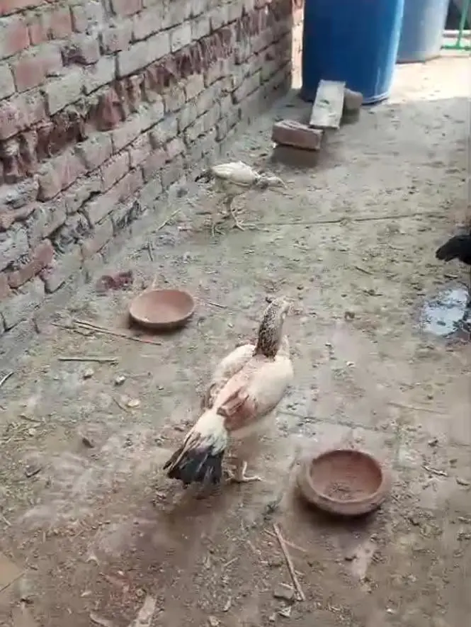 Mianwali 2 Madi ( Shajri, Mushki) — photo 3