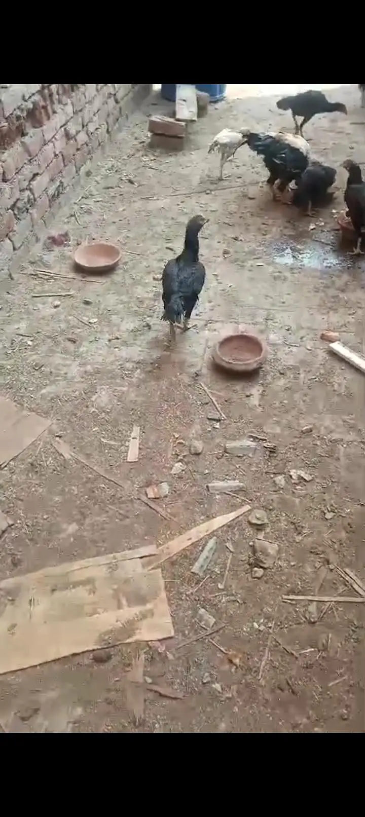 Mianwali 2 Madi ( Shajri, Mushki) — photo 4