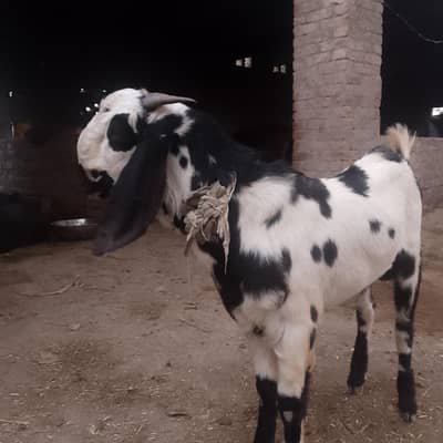 MashAllah healthy Bakra. best for Qurbani 2026