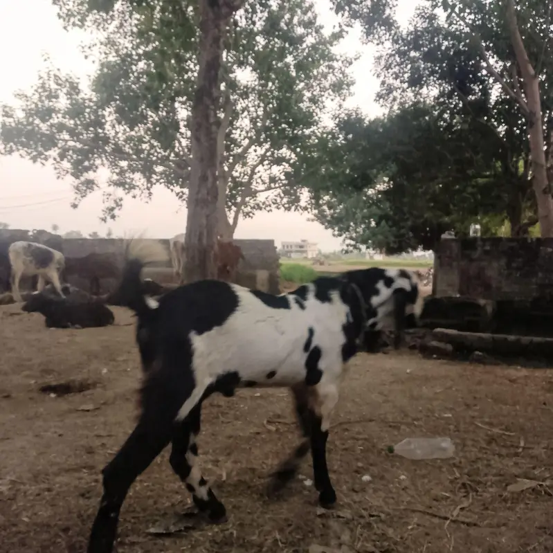 MashAllah healthy Bakra. best for Qurbani 2026 — photo 2