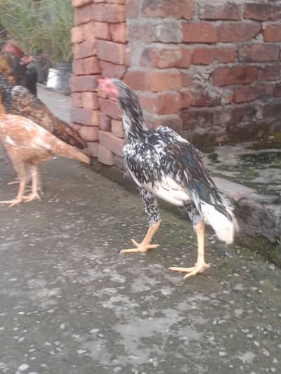 aseel ptha aur 2 female for sale