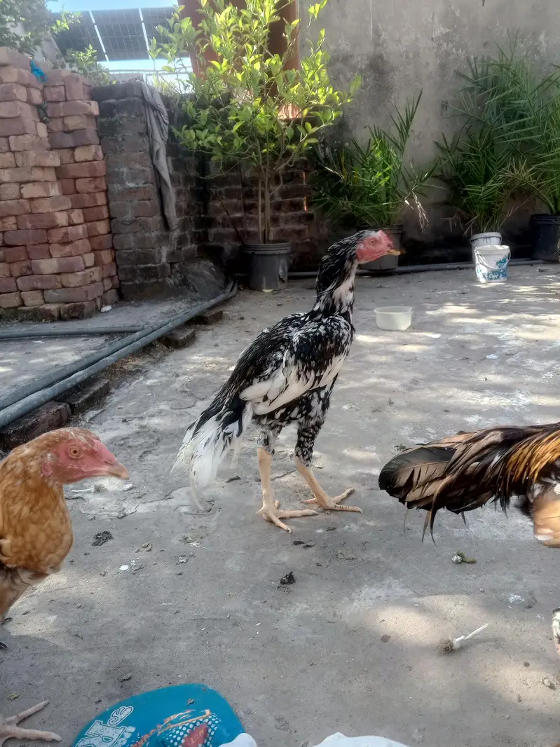 aseel ptha aur 2 female for sale — photo 2