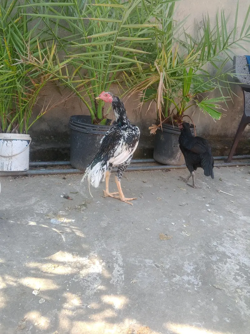 aseel ptha aur 2 female for sale — photo 3