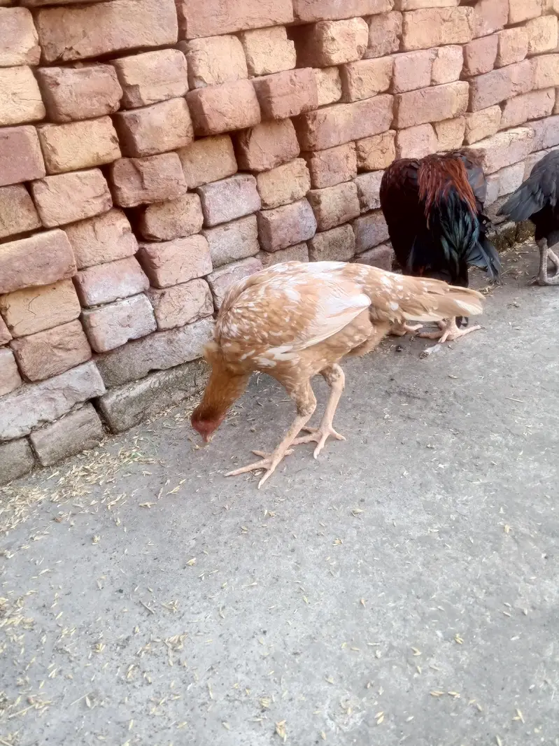 aseel ptha aur 2 female for sale — photo 4