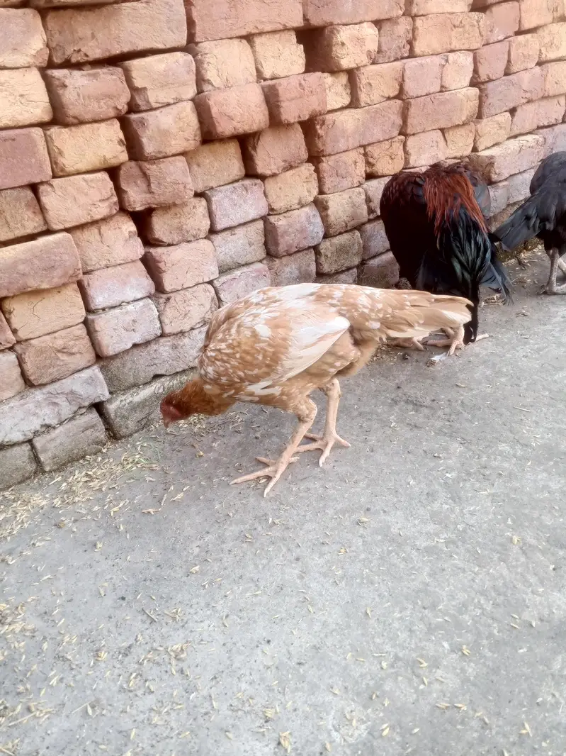aseel ptha aur 2 female for sale — photo 5