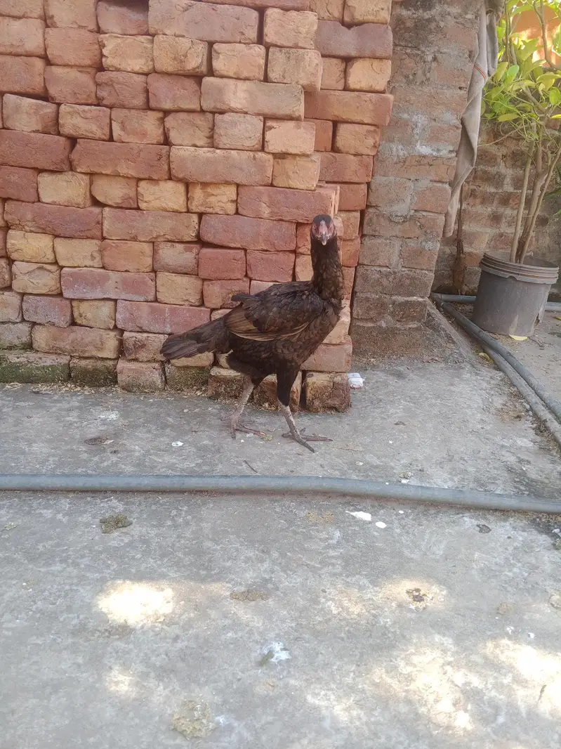aseel ptha aur 2 female for sale — photo 6