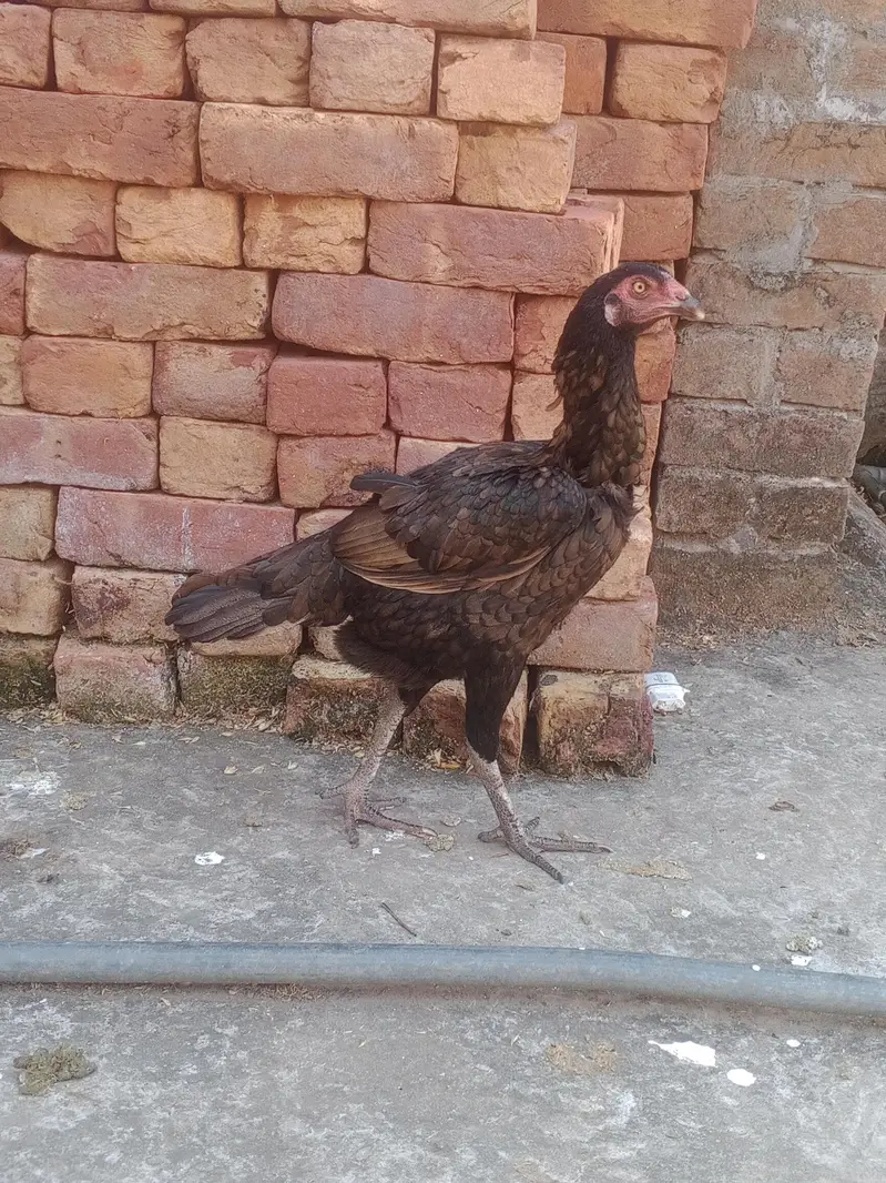 aseel ptha aur 2 female for sale — photo 7