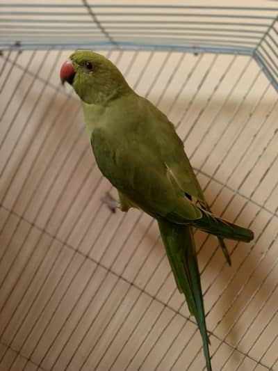 GREEN RINGNECK